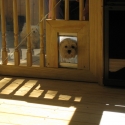 wooden 14 by 16 foot oval gazebo with doggy door